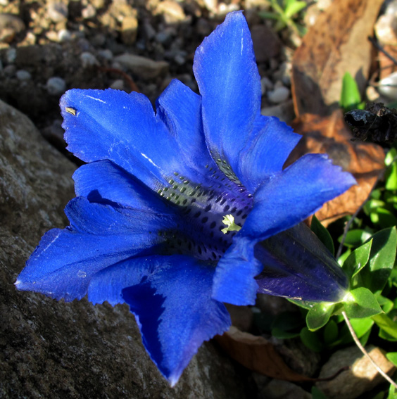 Violet De Gentiana Pe Par Brunet Gentiana